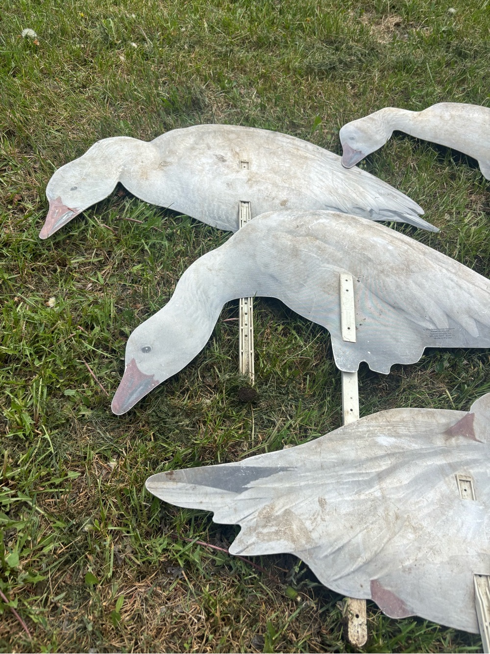 Gray/white Goose Decoys - Set of 4 Realistic Hunting Decoys
